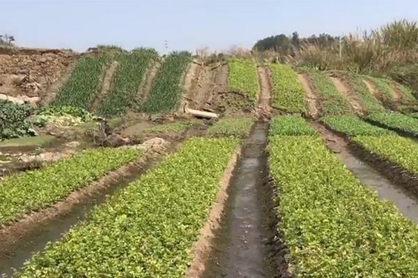 股票回購增持再借款方針落地三個月：超300家公司獲益 專項借款總額上限逾570億元