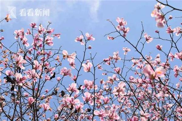 【黑料網免費】“對專業學習更有掌握了