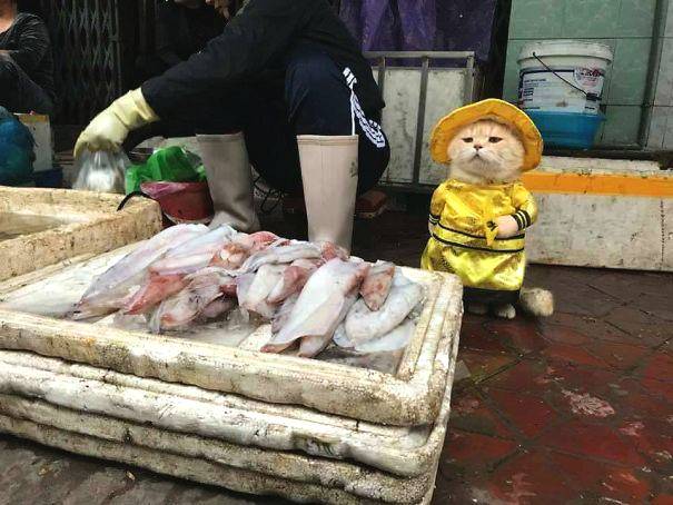 【芒果視頻下載】羊毛地毯如何清洗