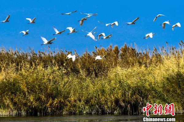 【油管app中文版下載】華安基金發布負責任出資方針（2025）與應對氣候變化辦理結構