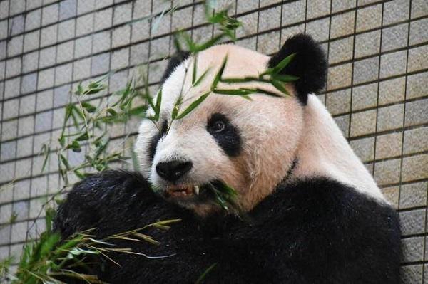 【今日看料-今日看料每日反差】華禁本年早些時候